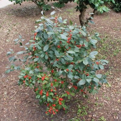 Jim Dandy Winterberry Holly